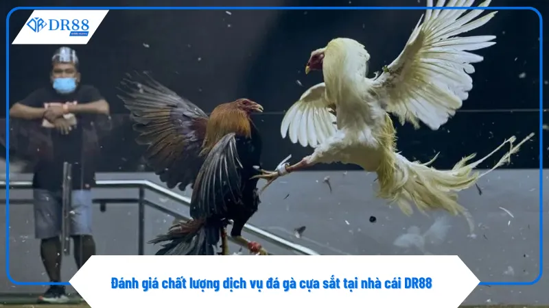 DR88 cam kết dịch vụ cá cược đá gà cựa sắt chuyên nghiệp
