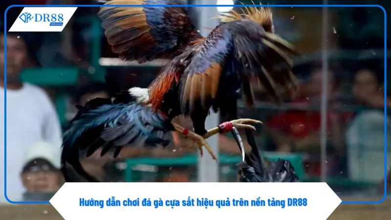 Tìm hiểu kỹ thông tin gà chiến giúp đặt cược chính xác hơn